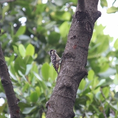 Dendrocopos analis