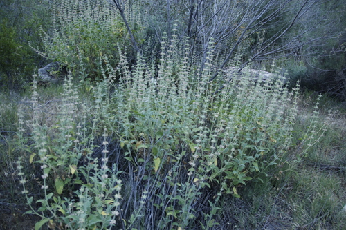 Image of Salvia disermas by (c) Tony Rebelo, some rights reserved (CC BY-SA)