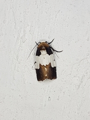 Bryolymnia marginata