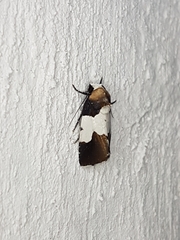 Bryolymnia marginata
