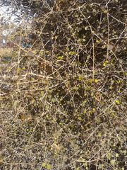 Coprosma rotundifolia