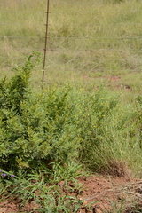 Melolobium subspicatum