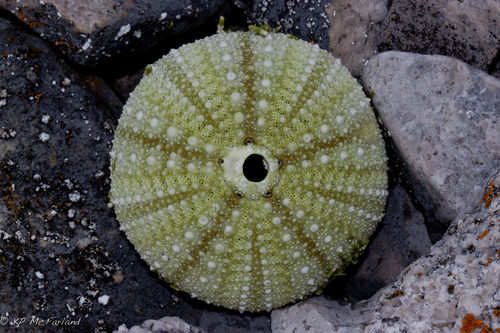 Arctic Green Sea Urchin, photo 6 of 7
