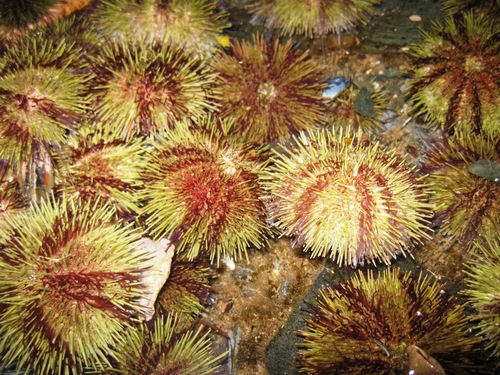 Arctic Green Sea Urchin, photo 7 of 7
