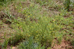 Melolobium subspicatum