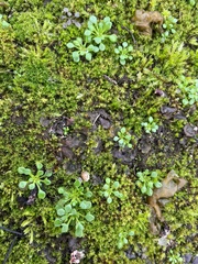 Saxifraga tridactylites