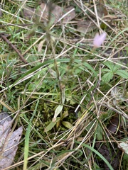 Centaurium intermedium