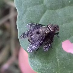 Platystoma seminationis