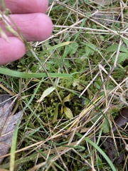 Centaurium intermedium