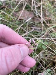 Centaurium intermedium