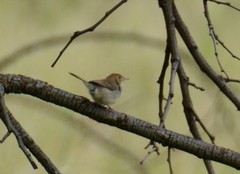 Cisticola fulvicapilla dexter