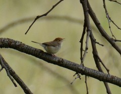 Cisticola fulvicapilla dexter