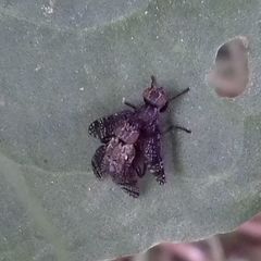 Platystoma seminationis