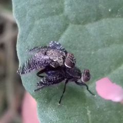 Platystoma seminationis