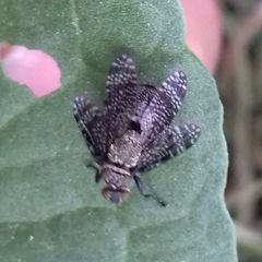 Platystoma seminationis