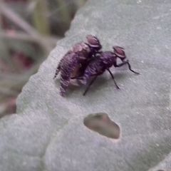 Platystoma seminationis