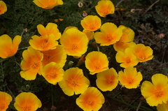 Eschscholzia californica maritima
