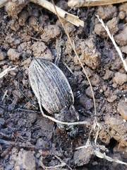 Carabus rugosus celtibericus