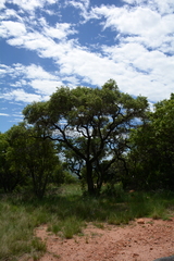 Ozoroa paniculosa