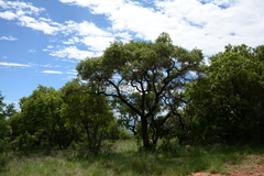Ozoroa paniculosa