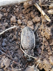 Carabus rugosus celtibericus