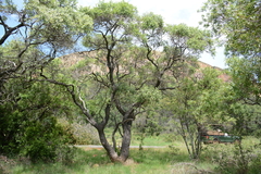Ozoroa paniculosa