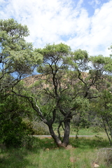 Ozoroa paniculosa