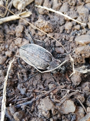 Carabus rugosus celtibericus