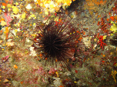 Centrostephanus longispinus