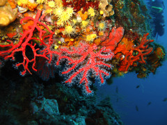 Corallium rubrum