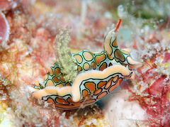 Sagaminopteron psychedelicum