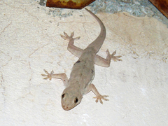Hemidactylus flaviviridis