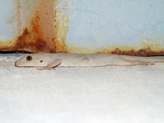 Hemidactylus flaviviridis