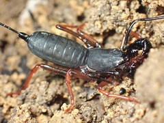 Thelyphonus
