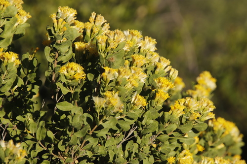 Image of Pteronia divaricata by (c) Tony Rebelo, some rights reserved (CC BY-SA)