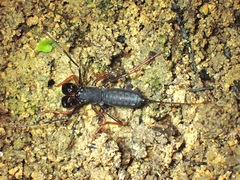 Thelyphonus