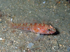 Vanneaugobius dollfusi