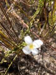 Lachnaea grandiflora