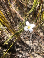 Lachnaea grandiflora