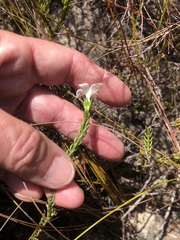 Lachnaea grandiflora