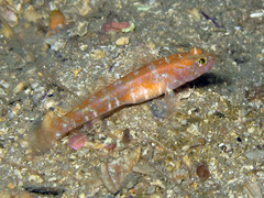 Vanneaugobius dollfusi