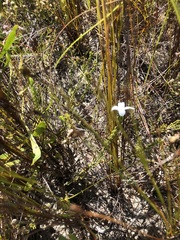 Lachnaea grandiflora