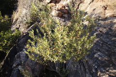 Phylica oleifolia