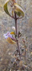Clinopodium chilense
