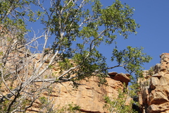 Ficus cordata cordata