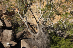 Ficus cordata cordata