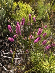 Erica pulchella