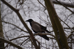 Corvus cornix
