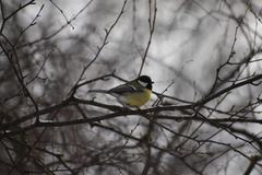 Parus major