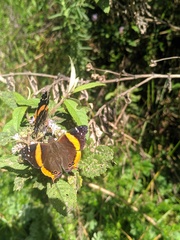 Vanessa dimorphica dimorphica